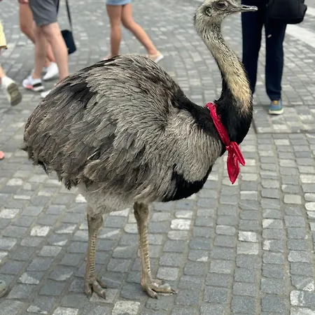 Serenity Affittacamere